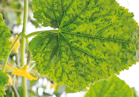LEFT: Symptoms on young leaves are vein clearing and crumpling may be visible, while mature leaves may show mottling or mosaic patterns, or look pale, yellow, or bleached. Young seedling symptoms may be indistinct or difficult to recognise as being caused by a virus. In severe infections, embryonic leaves may become yellow, but symptoms may not be apparent until more mature leaves emerge.