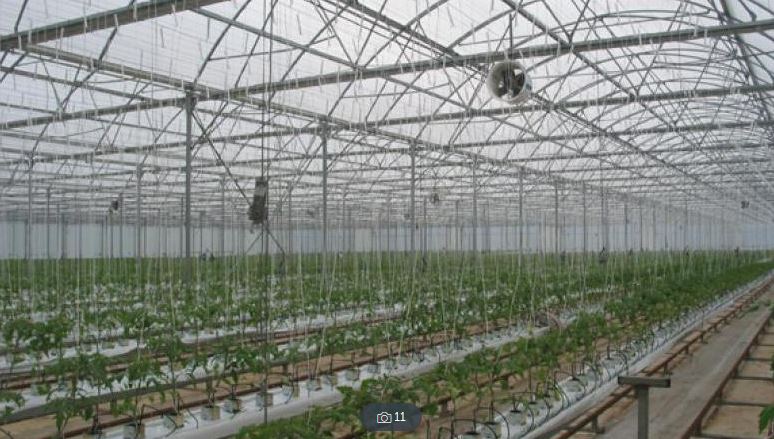 Hydroponic Tomatoes - What's All The Fuss About? ⋆ Protected Cropping 