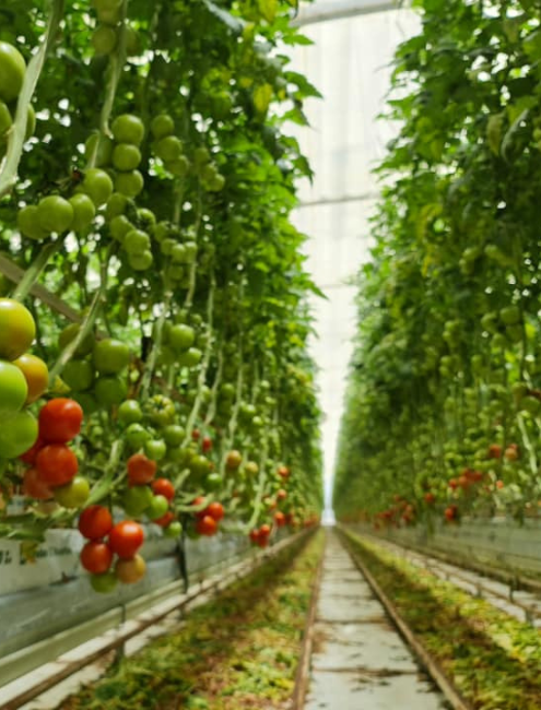 Member directory Medical Cannabis